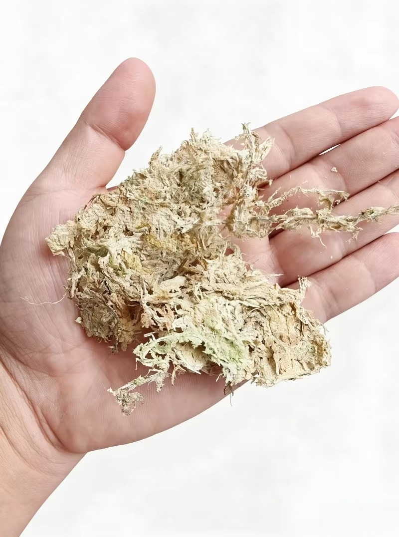 طحلب السفاغنوم الفاخر للزهور ا - مراجعة Sphagnum Moss Dry وسعره