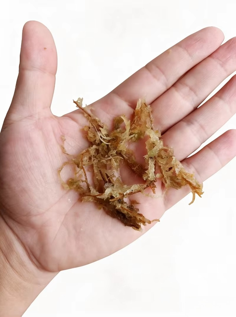 طحلب السفاغنوم الفاخر للزهور ا - مراجعة Sphagnum Moss Dry وسعره