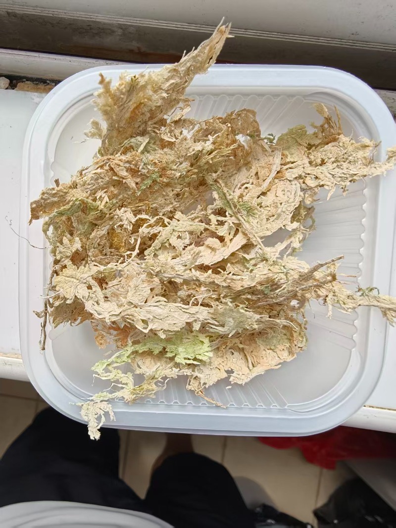 طحلب السفاغنوم الفاخر للزهور ا - مراجعة Sphagnum Moss Dry وسعره